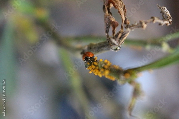 Obraz ladybird on a leaf