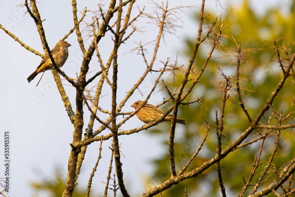 Fototapeta Birds on a Tree with No Leaves on a Sunny Day