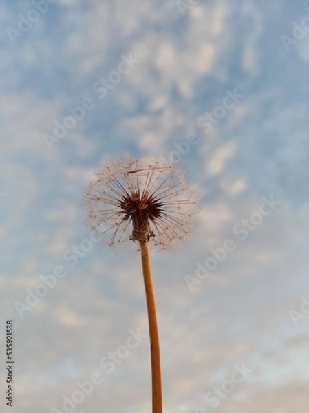Obraz dandelion against blue sky
