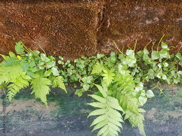 Fototapeta plants on the lichen background and texture of brown moss concrete and cement