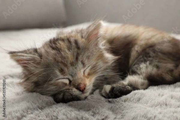 Fototapeta Cute kitten sleeping on fuzzy grey blanket
