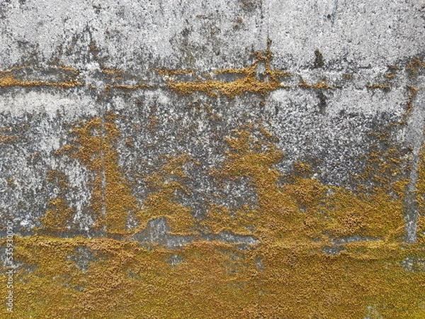 Fototapeta brown moss on old concrete cement background and texture