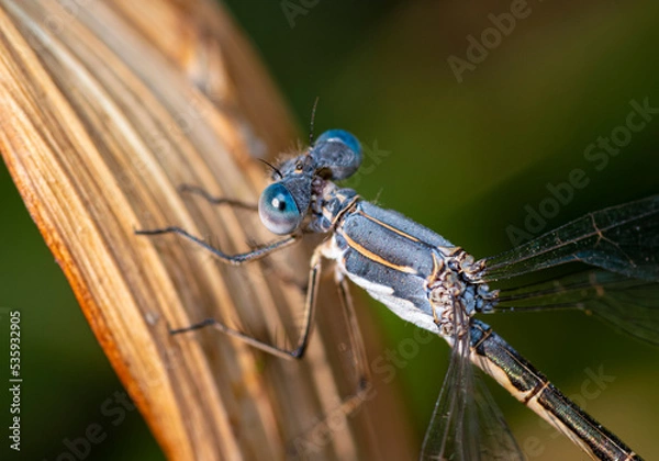Fototapeta Damselfly on a leaf