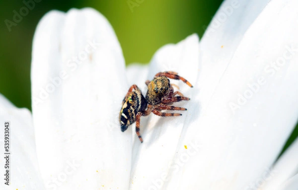 Obraz Jumping spider on flower