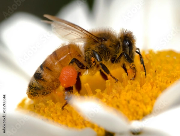 Obraz bee on a flower