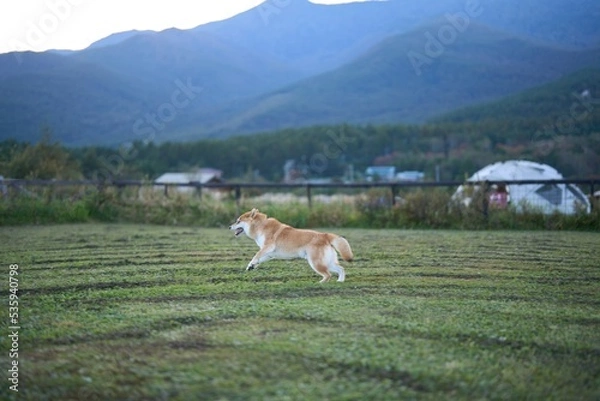Obraz 草原で跳ねる柴犬