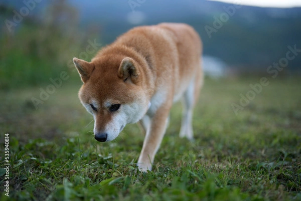 Obraz 草原で匂いを嗅ぐ柴犬