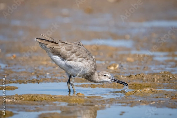 Fototapeta sandpiper bird in beach searching for food.