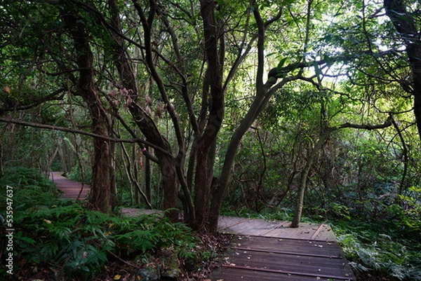 Fototapeta mossy old trees and boardwalk