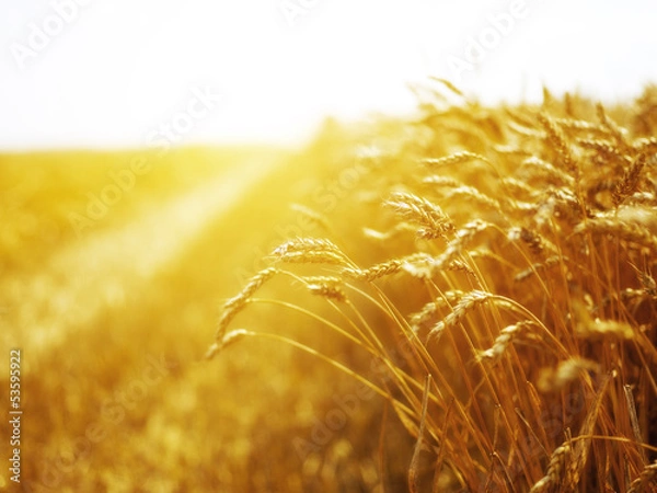 Fototapeta Closeup of a wheat field at sunset at a dutch farmhouse