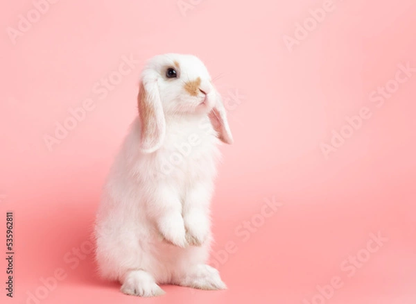 Fototapeta Side view of white cute baby holland lop rabbit standing on pink background. Lovely action of young rabbit.