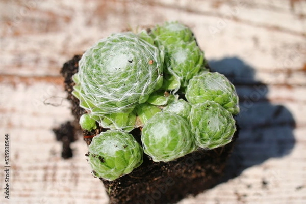 Fototapeta rojnik pajęczynowaty