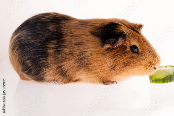 Obraz Red guinea pig