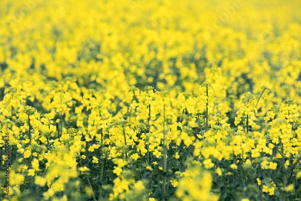 Obraz Close up of canola flowers in a field