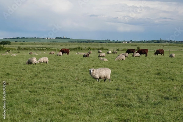 Fototapeta A flock of sheep and a small herd of cows in a farmer's field in Essex, UK. 