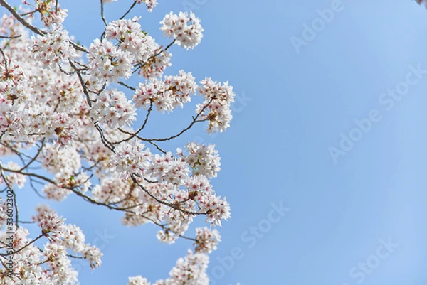 Obraz 埼玉県吉川市桜並木