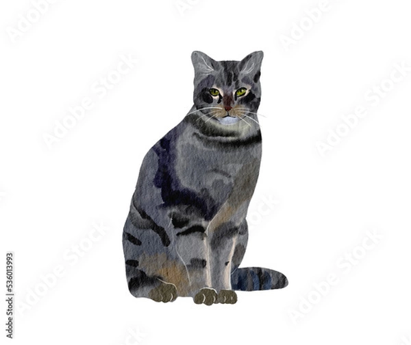 Obraz black cat isolated on white background