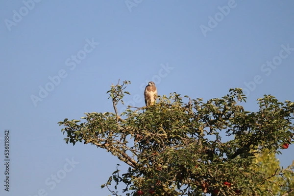 Obraz a buzzard is sitting in an apple tree