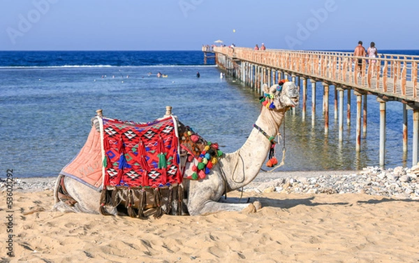 Fototapeta Camel lying on the beach by the sea.