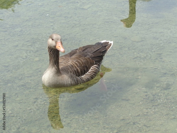 Obraz goose swimming