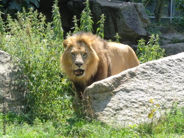 Obraz lion in the zoo 3