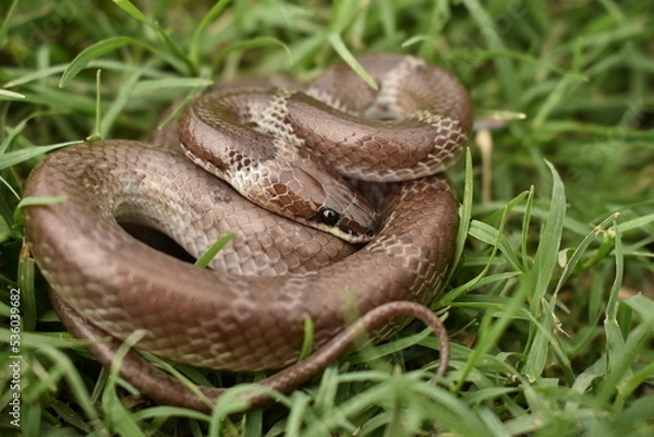 Obraz Wolf snake