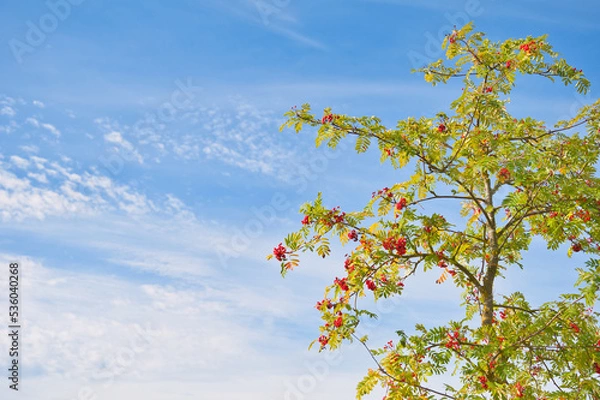 Obraz Herbstblätter