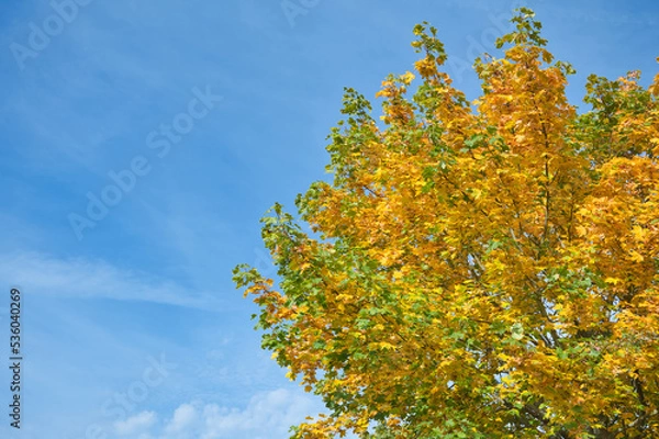 Obraz Herbstblätter