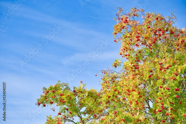 Obraz Herbstblätter