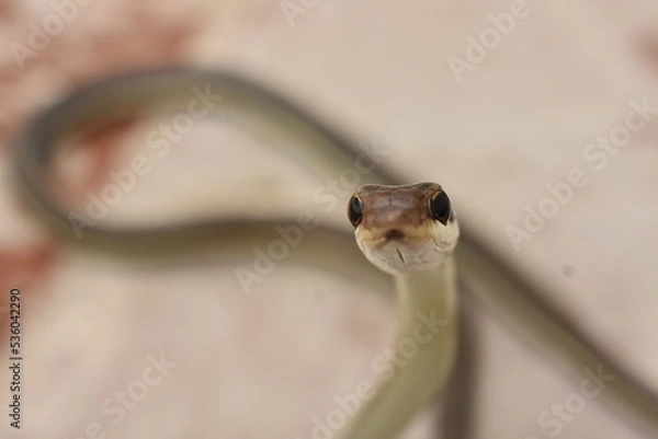 Obraz Bronzeback tree snake