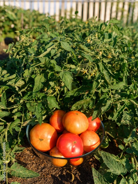 Fototapeta Red tomatoes in a glass bowl, green leaves of a tomato bush. High quality vertical photo.