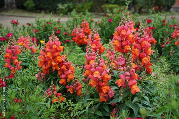 Obraz 赤い金魚草の花