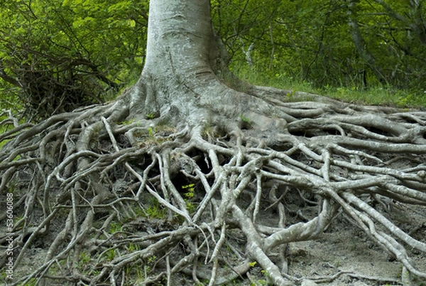 Fototapeta Exposed tree roots from erosion. Møns Klint, Denmark.