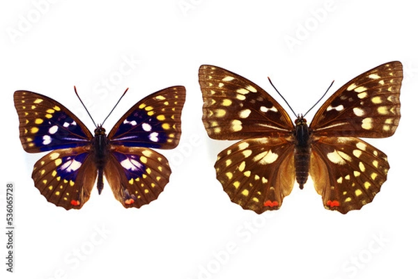 Fototapeta 蝶の標本・日本の国蝶・オオムラサキ（オスとメス）