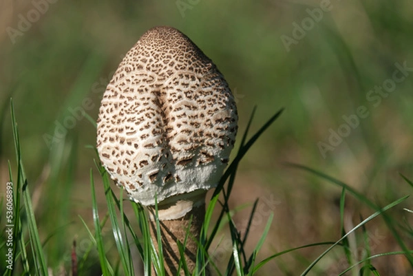 Obraz Pilz Parasol
