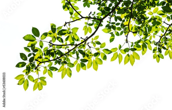 Fototapeta green leaf isolated on white background