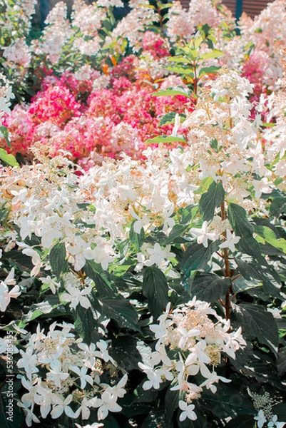 Obraz Beautiful photo of hydrangea flowers in the park. Summer sunny mood.