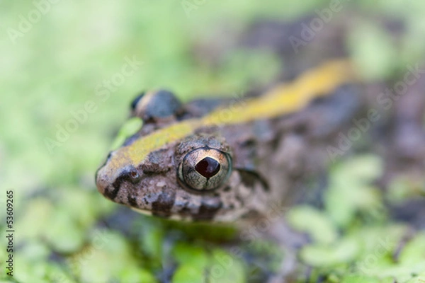 Obraz frog in marsh amongst duckweed