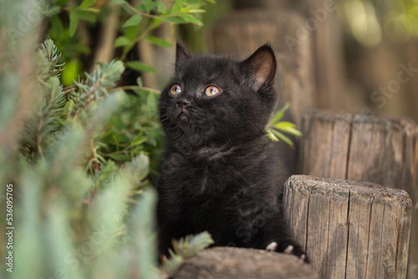 Fototapeta Kätzchen im Garten