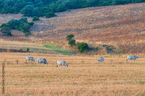 Obraz cows grazing on a pasture in italy