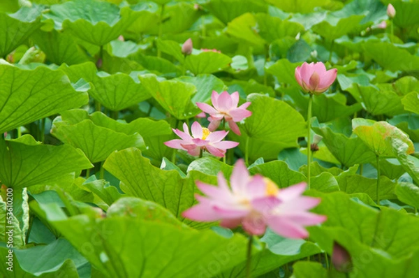 Fototapeta ハスの花