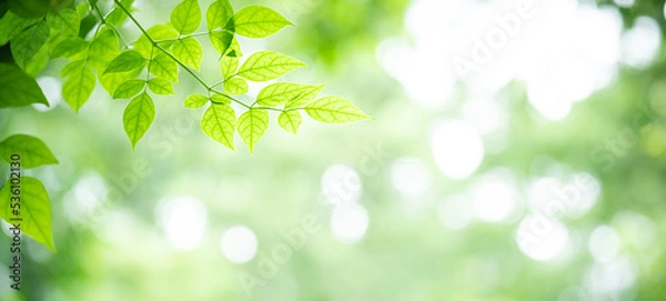Fototapeta Abstract background nature view with copy space using as background natural landscape,Textures Leaves, cover page, fresh wallpaper concept.
