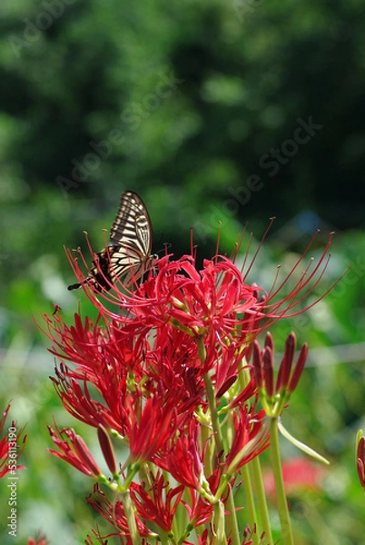 Obraz 鳥, 自然, 野生生物, 動物, カワセミ, くちばし, 水, ウィルト, 緑, アシ, ハチドリ, 青, 羽, 羽, 羽, 黄色, ブランチ, カラフル, マーシュ,翡翠,カワセミ,日本