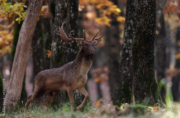 Fototapeta The wild european fallow deer male, Dama dama, roaring during autumn rut at the edge of forest meadow. Natural environment, wild animal.