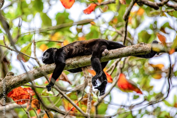 Obraz Howler monkey resting