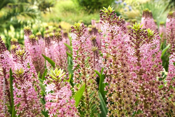 Fototapeta Beautiful flowering bushes of Eukomis against the background of greenery in the garden. Flowering eucomis with name Pink Gin.