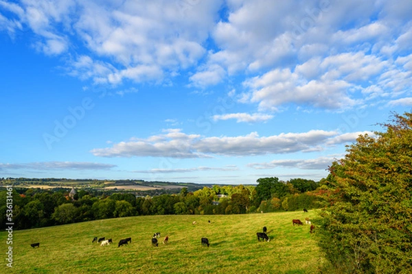 Fototapeta View over countryside near Westerham in Kent, UK. Cows are grazing in the foreground. Westerham and the North Downs hills are in the distance.