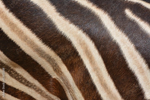 Fototapeta Pattern of real zebra skin