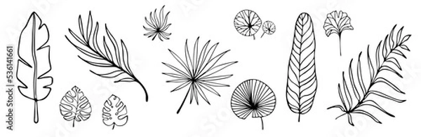 Fototapeta Set of botanical linear sketches of various leaves of tropical,exotic plants.Vector graphics.