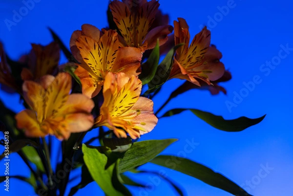 Obraz Orange lilies on a blue background
